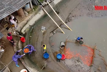 Hàng trăm tấn cá chép đỏ ra thị trường dịp Tết ông Công, ông Táo
