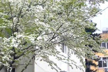 [Video] Hoa sưa nở trắng trời Hà Nội 