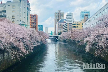 [Video] Hoa anh đào nở rộ bên sông Meguro, Nhật Bản