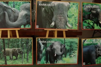 Hình ảnh những chú voi đã được giải cứu tại Đắk Lắk được trở về với thiên nhiên. 