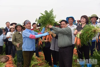 Thủ tướng Phạm Minh Chính thu hoạch cà rốt cùng nông dân xã Đức Chính, huyện Cẩm Giàng.
