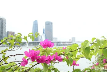 Sắc hoa giấy tháng Tư trên thành phố biển.