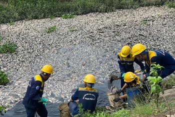 Các công nhân khẩn trương thu gom số cá chết tại hồ điều tiết Liên Chiểu và kênh chung quanh. (Ảnh: ANH ĐÀO)