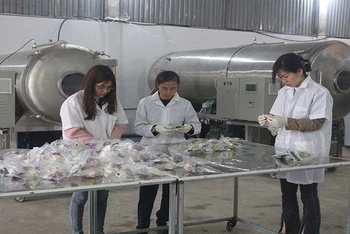 Các công nhân đóng gói sản phẩm tại Hợp tác xã Hoàng Trà.