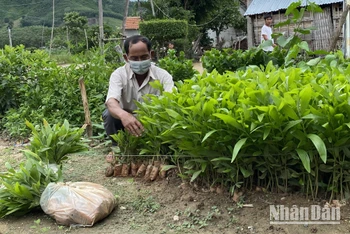 Nhiều hộ đồng bào dân tộc thiểu số ở xã vùng cao Phú Mỡ, huyện Đồng Xuân, Phú Yên được vay vốn phát triển trồng rừng.