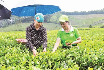 Chè Thái Nguyên là cây trồng đặc sản, chủ lực để nông dân phát triển kinh tế.