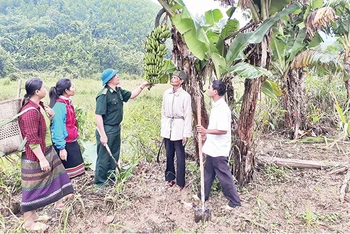 Mô hình trồng chuối xuất khẩu của đồng bào biên giới tỉnh Lai Châu.