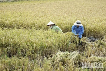 Nông dân Sóc Trăng thu hoạch lúa hữu cơ.