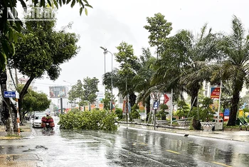 Mưa lớn gây đổ cây xanh trên đường phố Sóc Trăng.