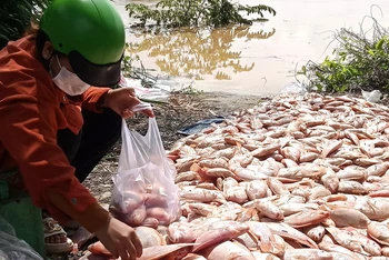 Cá chết tại các bè trên sông Đồng Nai được vớt lên bờ để bán.
