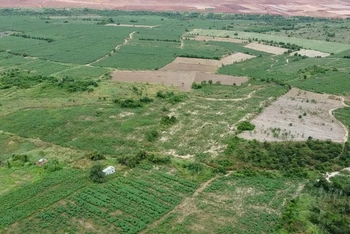 Khu vực diện tích đất người dân chiếm dụng để trồng khoai mì.