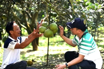 Ông Ngô Văn Sơn (bên trái) một trong những người trồng bưởi lâu năm ở vùng Tân Triều.