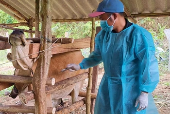 Tiêm vaccine cho trâu, bò ở xã miền núi Thượng Trạch, huyện Bố Trạch (Quảng Bình).