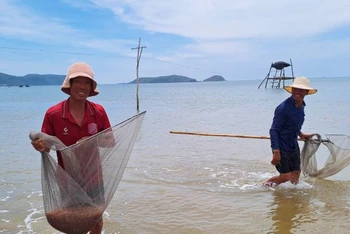 Ngư dân xã Quảng Phú, huyện Quảng Trạch vui vì ruốc được mùa, được giá.
