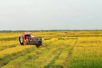 Nông dân huyện Quảng Ninh, tỉnh Quảng Bình khẩn trương thu hoạch lúa hè thu. 