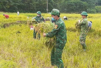 Cán bộ, chiến sĩ Đồn Biên phòng cửa khẩu quốc tế Cha Lo (Quảng Bình thu hoạch lúa cùng bà con ở bản Ka Ai.