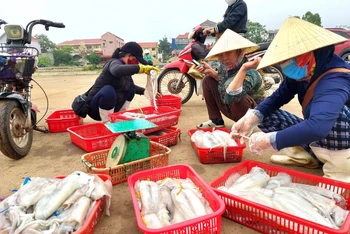 Cảnh mua bán hải sản ngay trên bến cá Cảnh Dương (Quảng Bình).