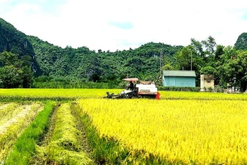 Nông dân "rốn lũ" Tân Hóa (Quảng Bình) tranh thủ trời nắng để thu hoạch lúa hè thu trước khi thời tiết chuyển mùa