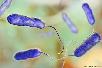 Vi khuẩn Legionella gây ra các triệu chứng như cúm đến nhiễm trùng phổi nặng và viêm phổi ở người. (Ảnh: IMAGO) 