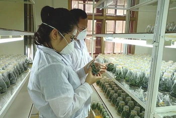 Bắc Kạn nghiên cứu, áp dụng thành công công nghệ nuôi cấy mô Invitro để nhân giống các cây trồng đặc sản.