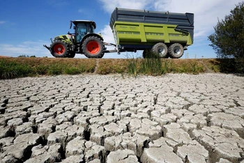 Cánh đồng khô nứt nẻ tại Marais Breton, Villeneuve-en-Retz, Pháp trong đợt hạn hán lịch sử, ngày 8/8/2022. (Ảnh: Reuters)