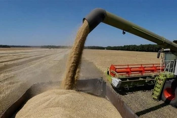 Thu hoạch ngũ cốc trên cánh đồng ở Zhovtneve, Ukraine. Ảnh: Reuters/TTXVN