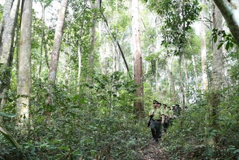 Lực lượng kiểm lâm phối hợp với ban quản lý rừng và công ty lâm nghiệp trên địa bàn huyện Vĩnh Thạnh, tỉnh Bình Định, triển khai công tác tuần tra bảo vệ rừng nguyên sinh trên địa bàn huyện quản lý. (Ảnh: TTXVN)