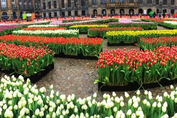 Mọi người có thể hái hoa Tulip miễn phí tại vườn hoa có khoảng 200.000 bông đang khoe sắc. (Nguồn: nltimes)
