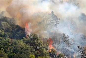 Cuba đã ghi nhận 284 vụ cháy rừng trong năm 2022. (Ảnh minh họa: THX/TTXVN)
