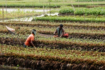 Người dân Bangladesh canh tác trên một trang trại nổi ở Nazirpur, Pirojpur. (Ảnh minh họa: Reuters)