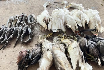 Hàng triệu cá thể chim hoang dã đang bị tận diệt để phục vụ nhu cầu tiêu thụ. (Ảnh minh họa: ENV) 