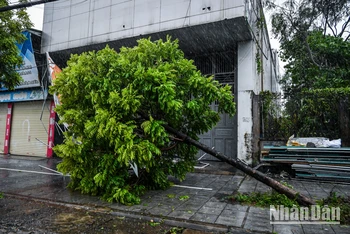 Cây xanh gãy đổ trên đường phố Cẩm Phả. 