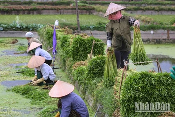 Từ một nền kinh tế nông nghiệp khép kín, Việt Nam đã viết nên một trong những câu chuyện thành công nhất về quá trình chuyển đổi kinh tế ở châu Á. (Ảnh: THÀNH ĐẠT)