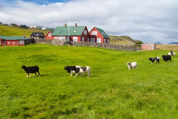 Chăn thả cừu trên đồng cỏ ở Torshavn, Đan Mạch. Ảnh: istock/photosvit 