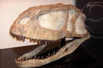 (Nguồn: paleontology.fandom.com) 