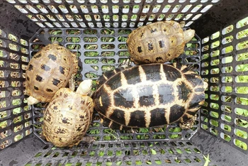 4 cá thể rùa được rao bán trên mạng để làm thú cưng. (Ảnh: Chụp màn hình)
