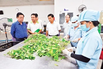 Đoàn công tác Bộ Nông nghiệp và Phát triển nông thôn khảo sát sản xuất rau sạch tại trang trại WinEco tại huyện Củ Chi. (Ảnh TRẦN TRUNG).