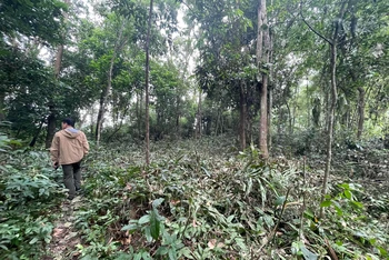 Khu vực rừng tự nhiên tại đồi Thiêng, xóm Chanh, xã Cao Sơn, huyện Lương Sơn bị phát khi chưa được các cơ quan có thẩm quyền phê duyệt dự án.