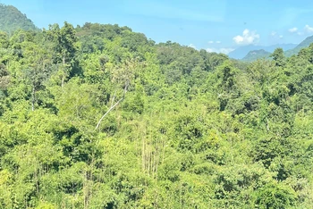 Lào đặt mục tiêu nâng tỷ lệ che phủ rừng lên 70% vào năm 2035. (Ảnh: Trịnh Quốc Dũng)