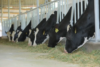 500 con bò sữa cao sản HF đầu tiên từ trang trại TH ở huyện Nghĩa Đàn được đưa về Cát Tiên.