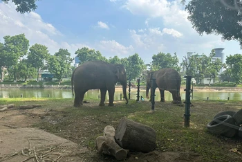 Hai chú voi Thái và Banang đã được cởi xích chân sau khi hàng rào điện mới được hoàn thành. (Ảnh: Nguyễn Định)