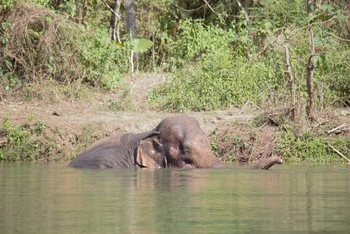 [Video] Xem voi tự do rong chơi, tắm mát trong Vườn Quốc gia Yok Đôn