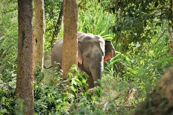 Phát hành video ‘Để rừng thôi lặng’ kêu gọi bảo vệ động vật hoang dã