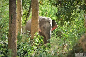 Việt Nam cần đưa ra kế hoạch bảo tồn voi bài bản và quyết liệt hơn 