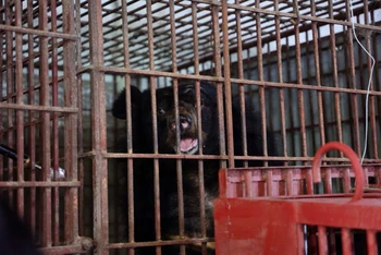 Một trong hai cá thể gấu được cứu hộ và sẽ "nhập cư" vào Nhà của gấu tại vườn quốc gia Bạch Mã.