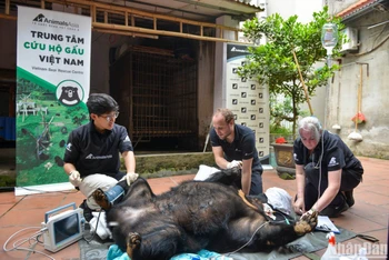 Tiếp tục cứu hộ thành công một cá thể gấu ngựa tại Hà Nội