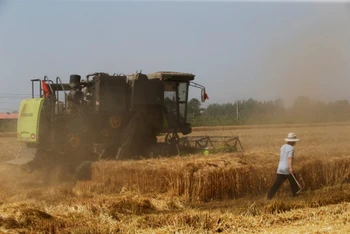 Thu hoạch lúa mì tại tỉnh Hà Bắc, Trung Quốc. (Ảnh: Reuters)