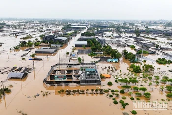 [Ảnh] Vùng trồng hoa lớn nhất Hưng Yên chìm trong biển nước