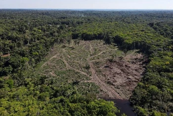 Một khu vực rừng Amazon bị tàn phá ở bang Amazonas, Brazil. (Ảnh: Reuters)