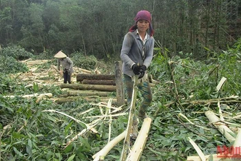 Khai thác keo non làm giảm đáng kể giá trị kinh tế của rừng trồng.
